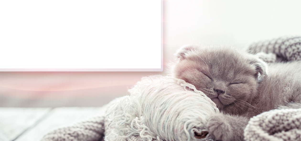 Graue Katze eingekuschelt in Decken, im Hintergrund weiße Infrarotheizung