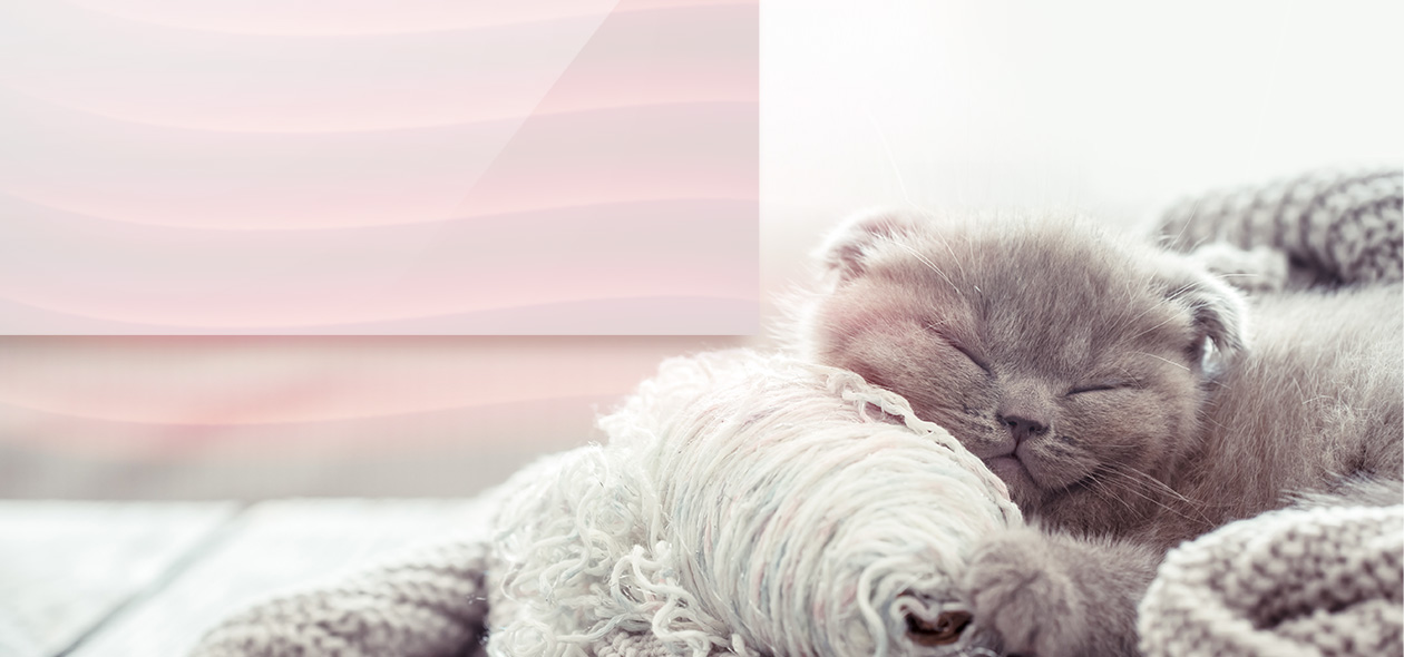 Katze eingekuschelt in Decken, im Hintergrund strahlt Infrarotheizung Wärme aus